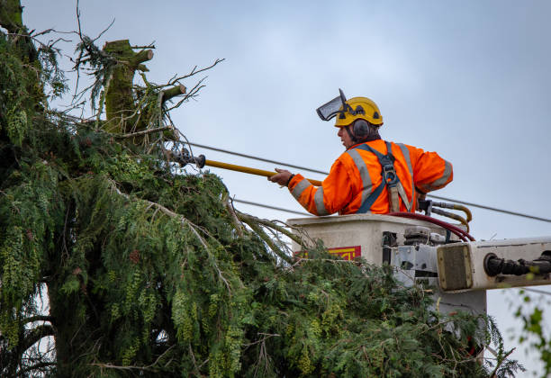 Best Storm Damage Tree Cleanup  in Hopatcong, NJ